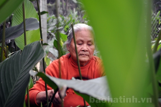 Làng lá dong tất bật mùa tết ảnh 1