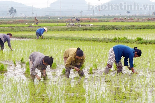 Trên cánh đồng xanh ảnh 1