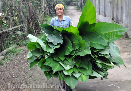 Làng lá dong tất bật mùa tết ảnh 5