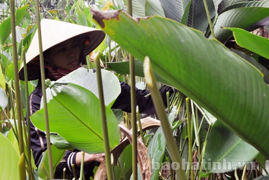 Làng lá dong tất bật mùa tết ảnh 2