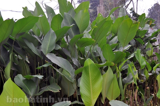 Làng lá dong tất bật mùa tết ảnh 3