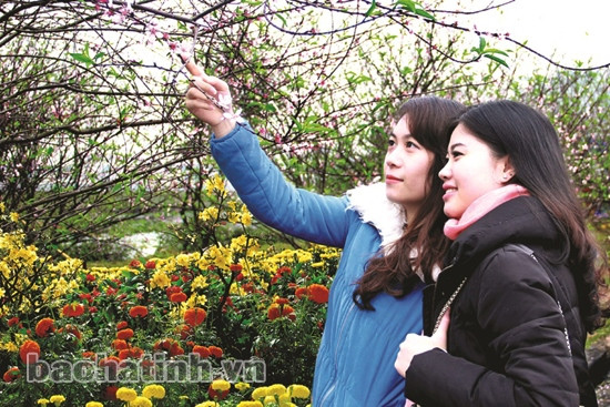 Lộc mới bừng xanh... ảnh 1