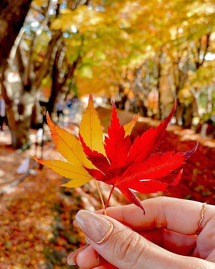 Lá phong đỏ rợp trời thu Nhật Bản