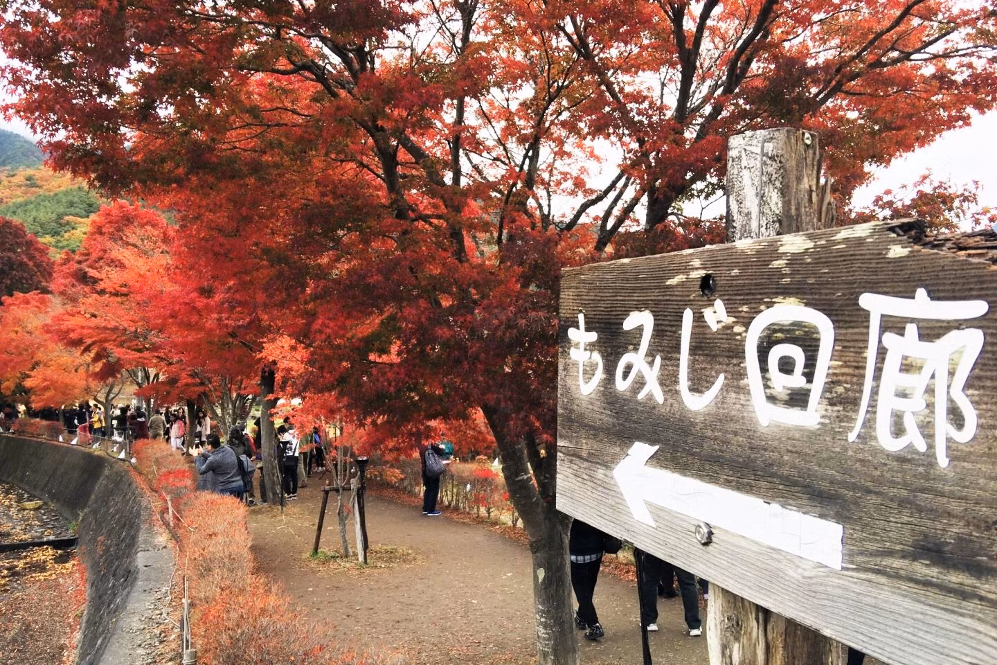 Lá phong đỏ rợp trời thu Nhật Bản