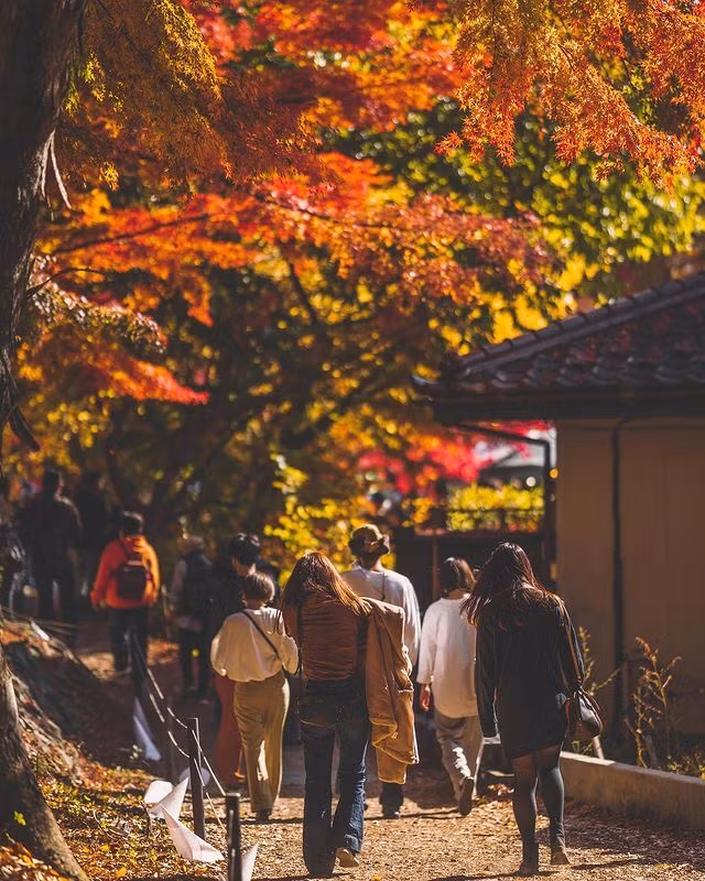 Lá phong đỏ rợp trời thu Nhật Bản