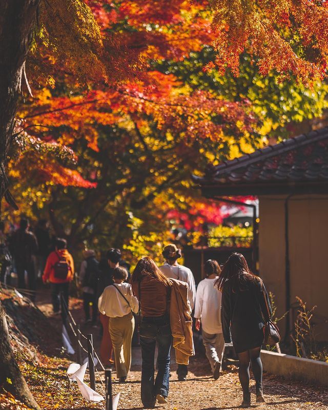 Lá phong đỏ rợp trời thu Nhật Bản