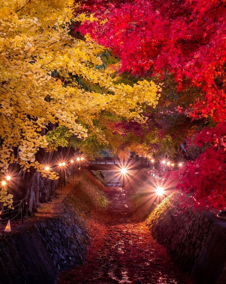 Lá phong đỏ rợp trời thu Nhật Bản