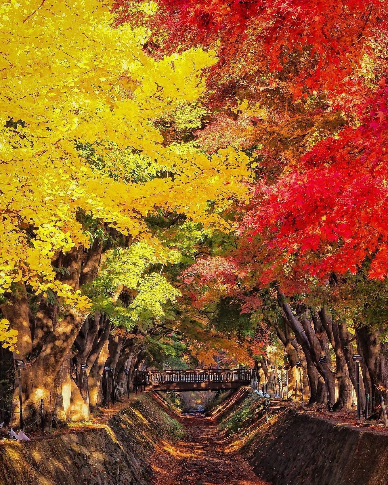 Lá phong đỏ rợp trời thu Nhật Bản