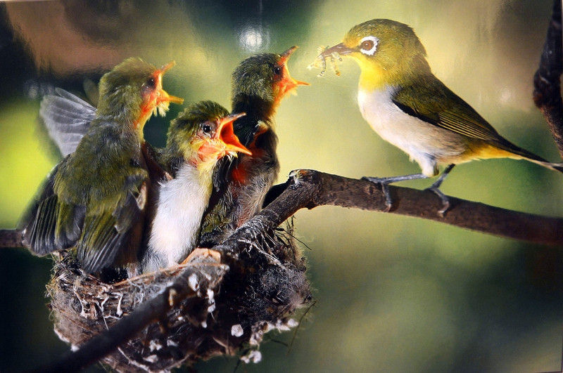 xem anh dep long lay cua di san van hoa viet nam 2017