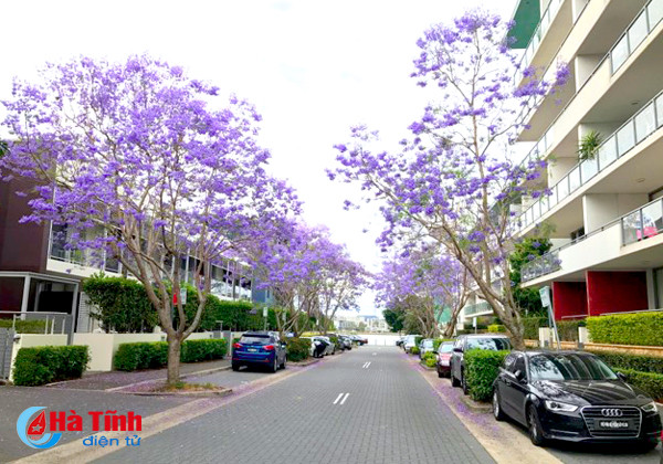 mua phuong tim ruc ro o australia qua ong kinh du hoc sinh ha tinh