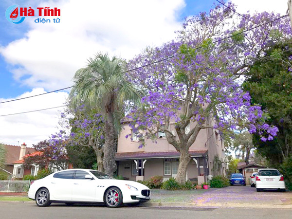 mua phuong tim ruc ro o australia qua ong kinh du hoc sinh ha tinh