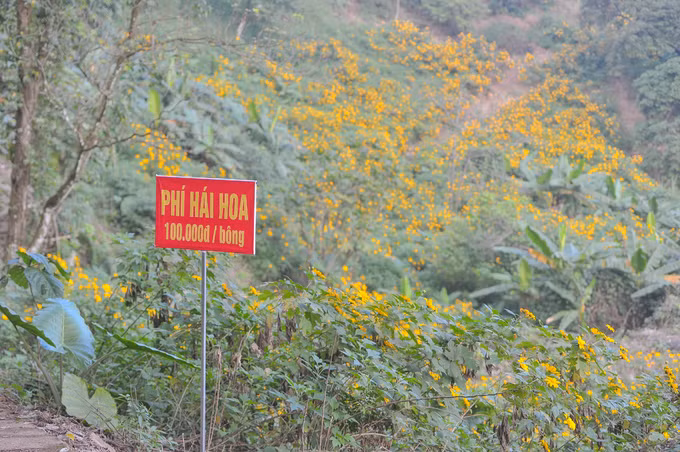 hoa da quy trai tham vang ruc ro o ba vi