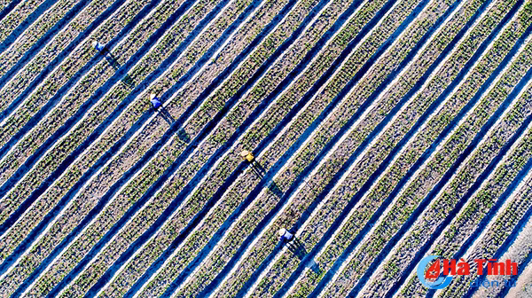 ngam 20 tac pham ha tinh trong toi vao vong binh chon thang