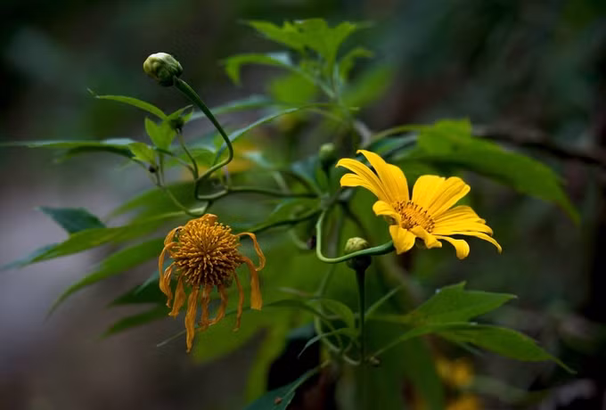 hoa da quy trai tham vang ruc ro o ba vi