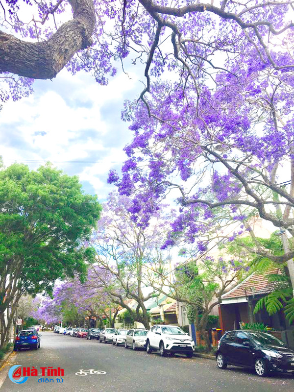 mua phuong tim ruc ro o australia qua ong kinh du hoc sinh ha tinh