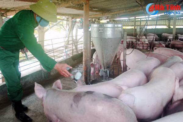 nguoi chan nuoi ha tinh than trong tai dan don tet