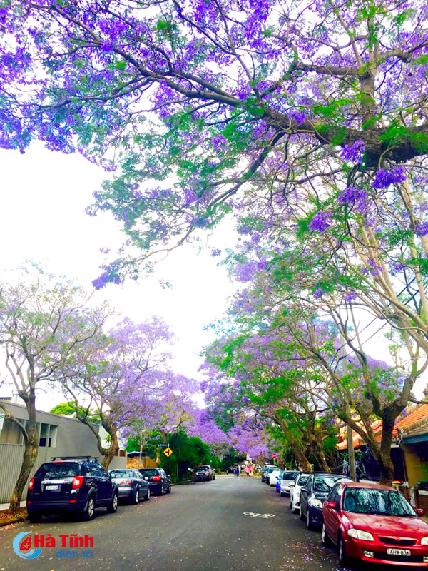 mua phuong tim ruc ro o australia qua ong kinh du hoc sinh ha tinh