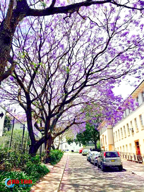 mua phuong tim ruc ro o australia qua ong kinh du hoc sinh ha tinh