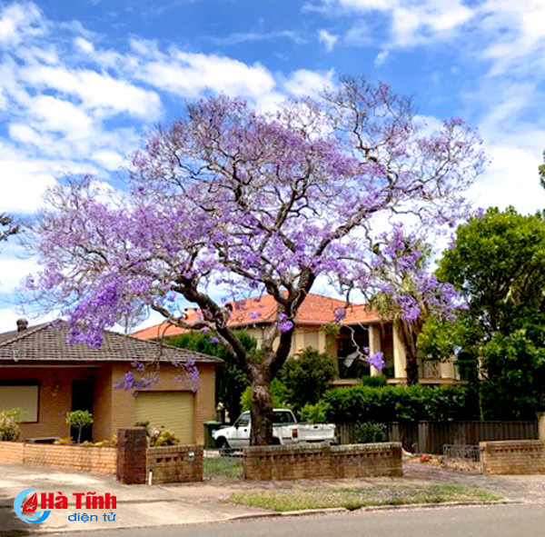 mua phuong tim ruc ro o australia qua ong kinh du hoc sinh ha tinh