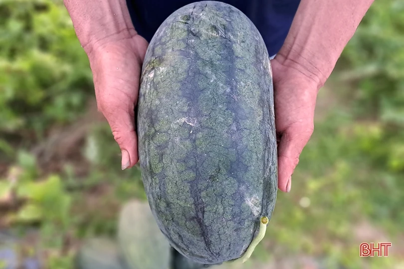 Mùa dưa hấu “ngọt” ở Nghi Xuân
