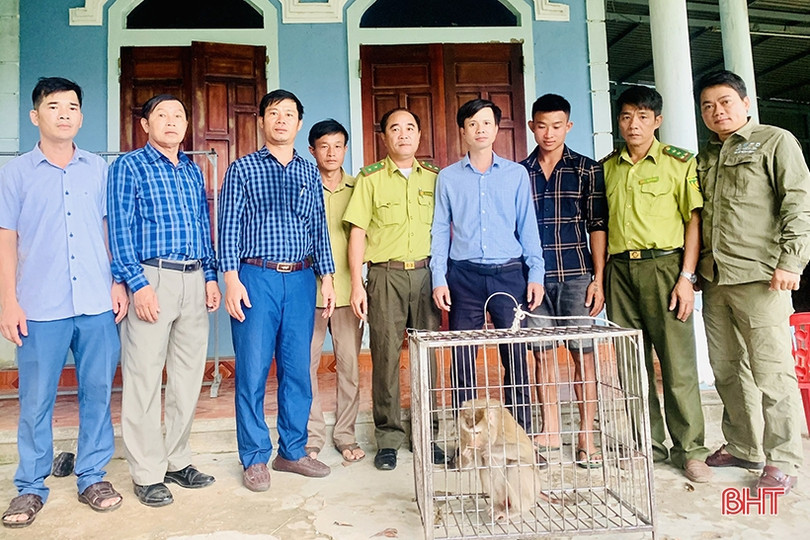 Bàn giao cá thể khỉ đuôi lợn cho Vườn Quốc gia Vũ Quang
