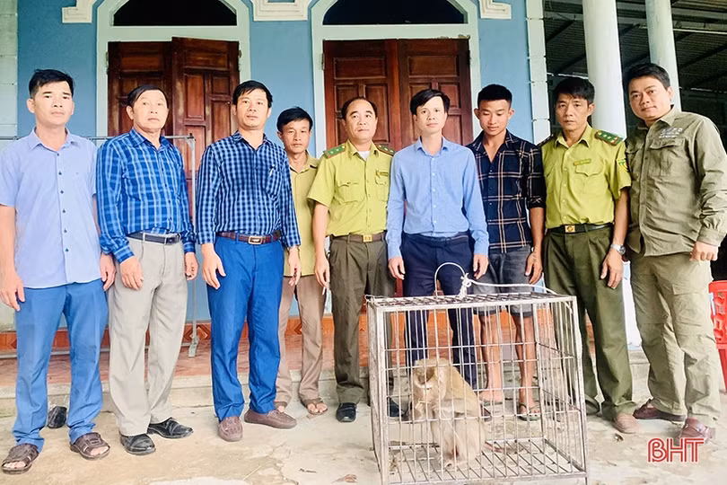 Bàn giao cá thể khỉ đuôi lợn cho Vườn Quốc gia Vũ Quang