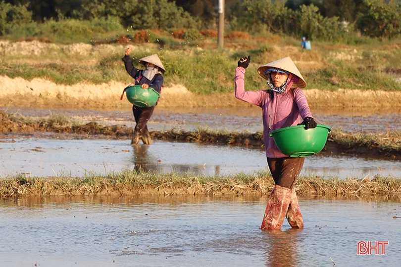 Cẩm Xuyên phấn đấu hoàn thành gieo cấy trước 10/6
