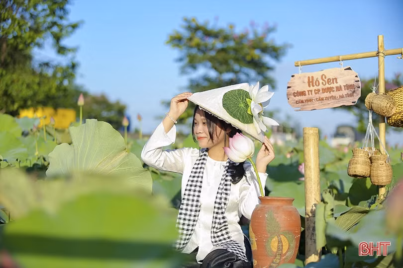 Ngắm hồ sen dược liệu của Nhà máy Đông dược Hà Tĩnh