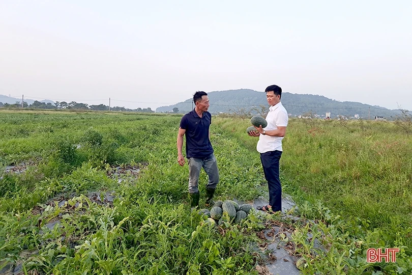 Mùa dưa hấu “ngọt” ở Nghi Xuân