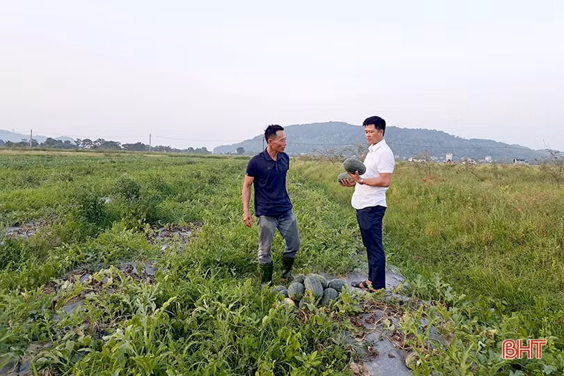 Mùa dưa hấu “ngọt” ở Nghi Xuân