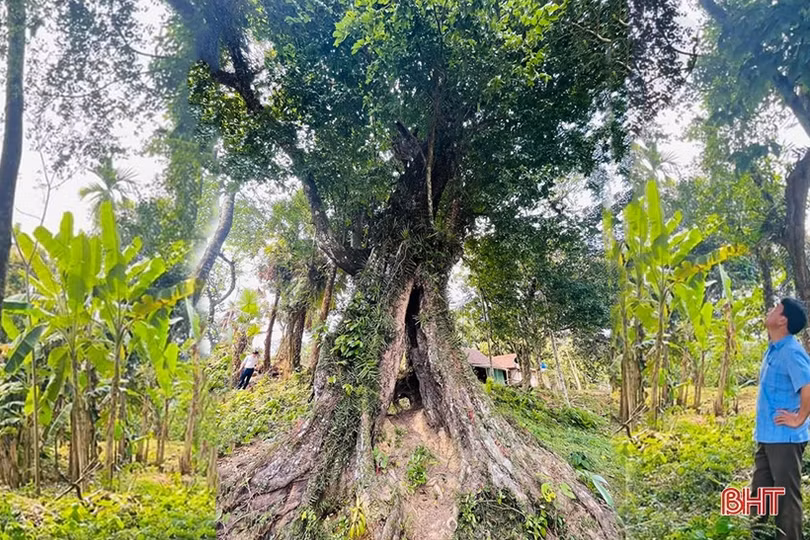 Cây thị hơn 700 năm tuổi ở Hương Sơn được công nhận là Cây Di sản Việt Nam