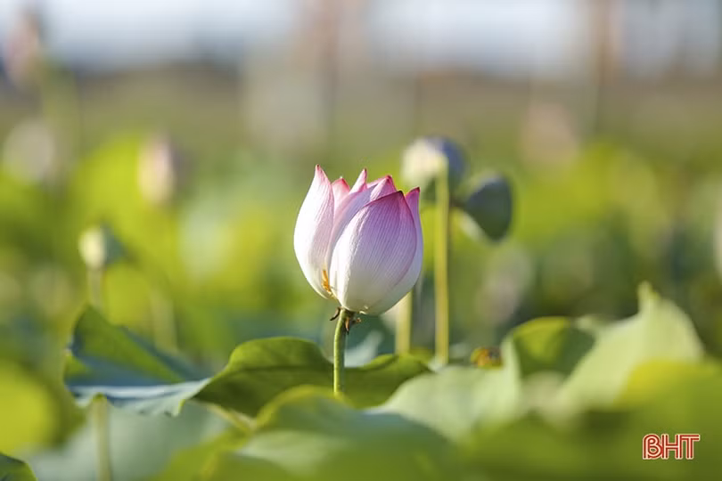 Ngắm hồ sen dược liệu của Nhà máy Đông dược Hà Tĩnh