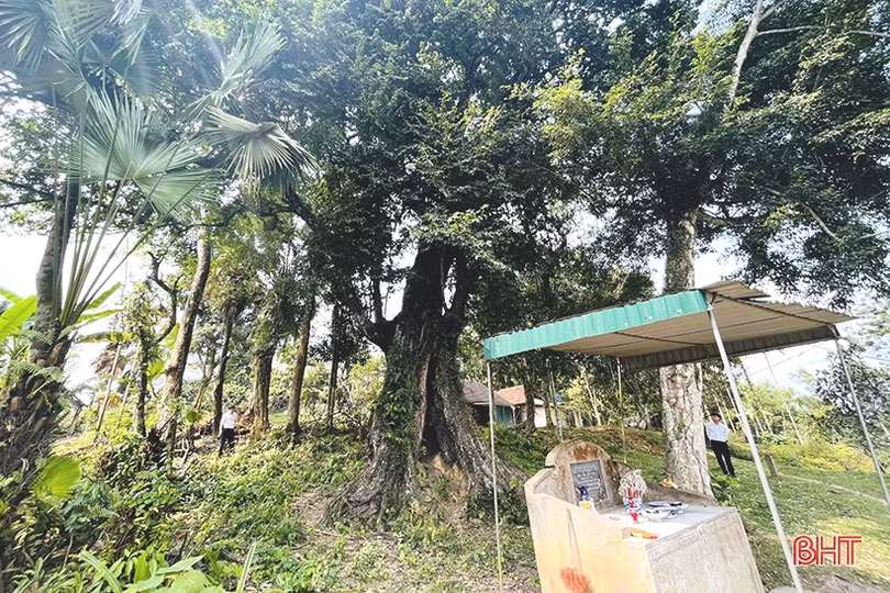 Cây thị hơn 700 năm tuổi ở Hương Sơn được công nhận là Cây Di sản Việt Nam