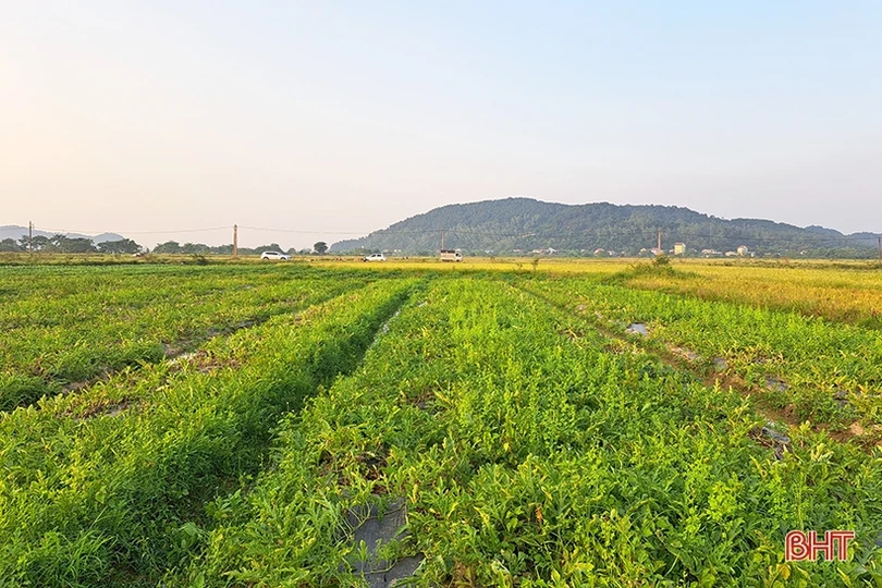 Mùa dưa hấu “ngọt” ở Nghi Xuân