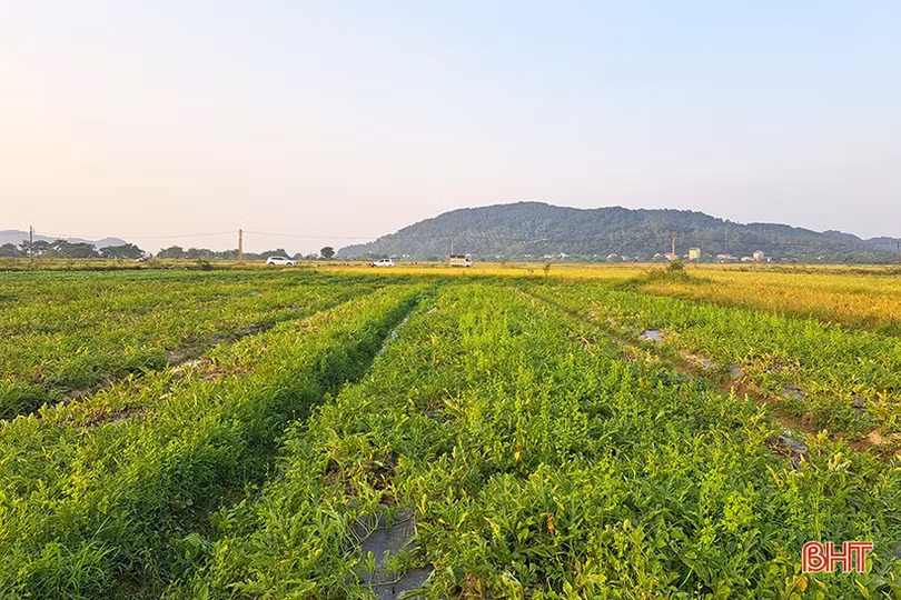 Mùa dưa hấu “ngọt” ở Nghi Xuân