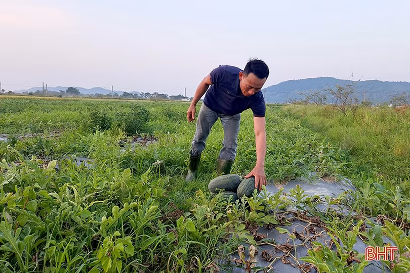 Mùa dưa hấu “ngọt” ở Nghi Xuân