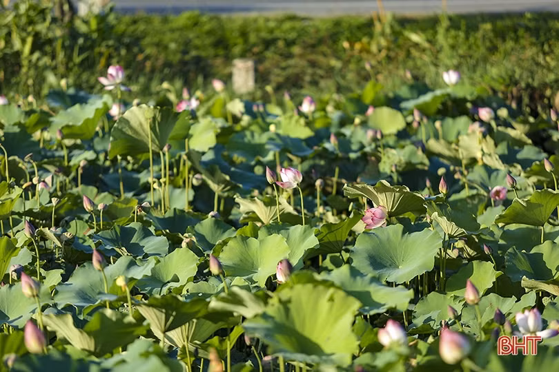 Ngắm hồ sen dược liệu của Nhà máy Đông dược Hà Tĩnh