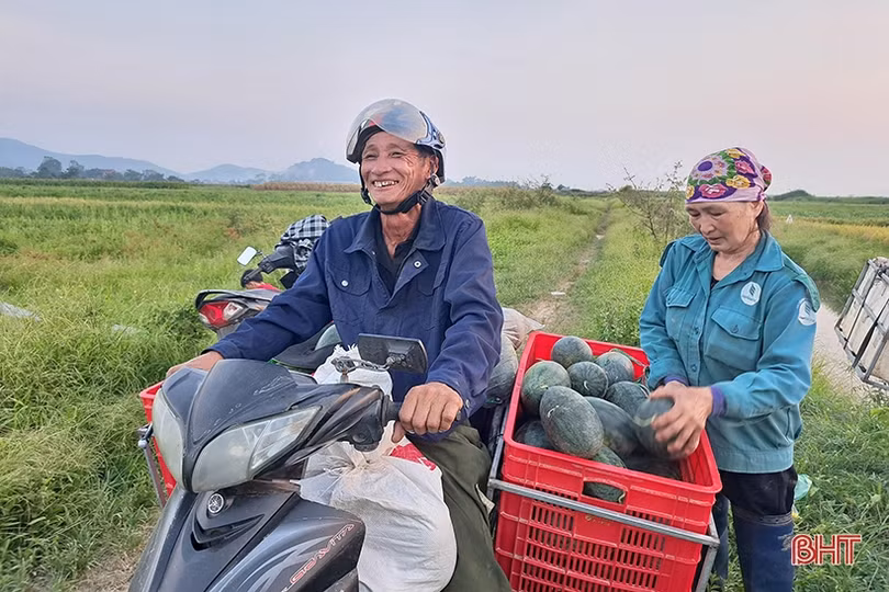 Mùa dưa hấu “ngọt” ở Nghi Xuân