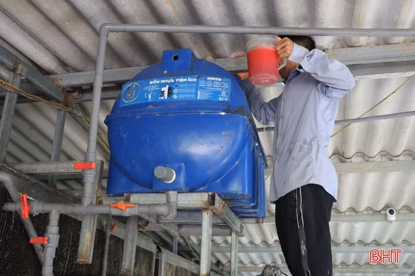 Nắng nóng gay gắt, nông dân Hà Tĩnh tăng cường sức đề kháng cho vật nuôi