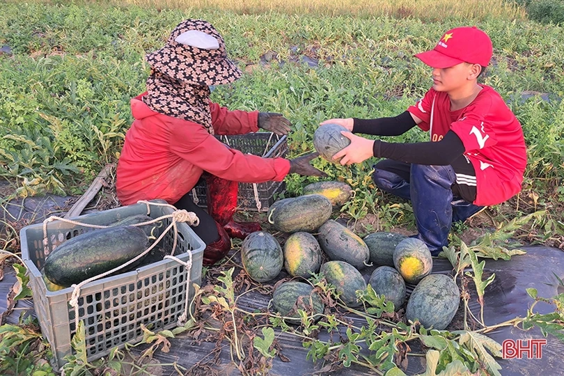 Mùa dưa hấu “ngọt” ở Nghi Xuân