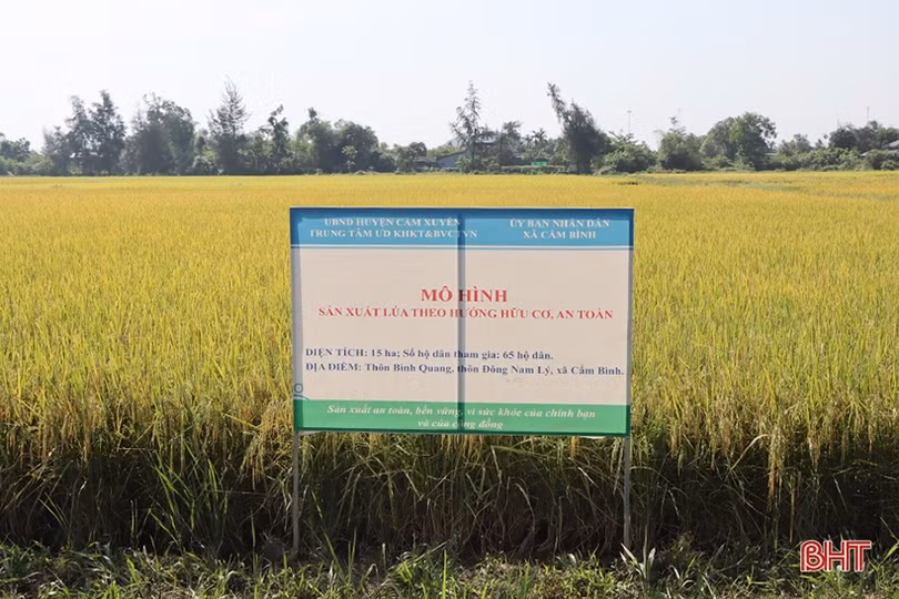 Nhân rộng mô hình sản xuất lúa theo hướng hữu cơ ở Cẩm Xuyên