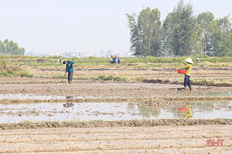 Hà Tĩnh chủ động sản xuất, đảm bảo vụ hè thu “ăn chắc”