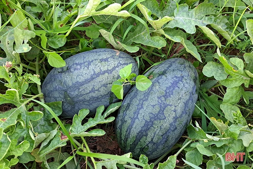 Mùa dưa hấu “ngọt” ở Nghi Xuân