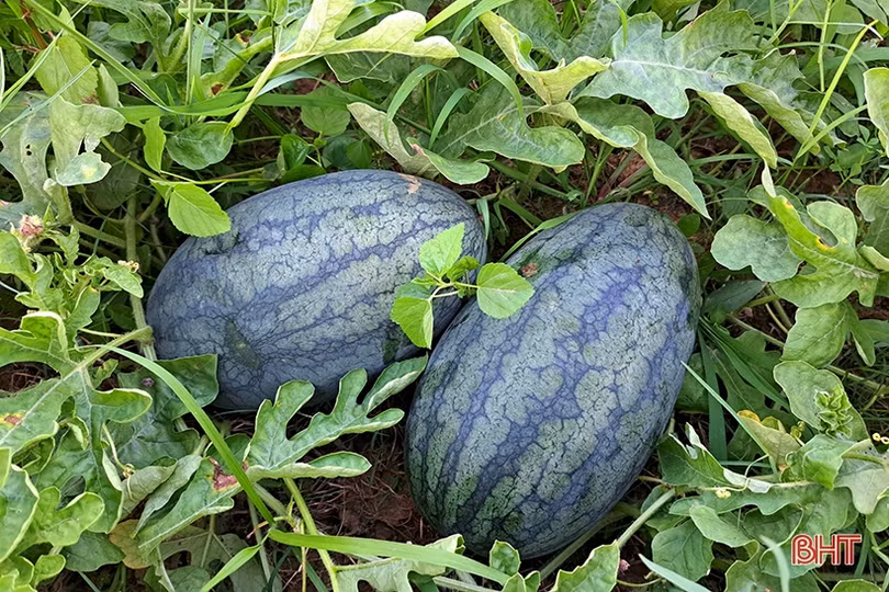 Mùa dưa hấu “ngọt” ở Nghi Xuân