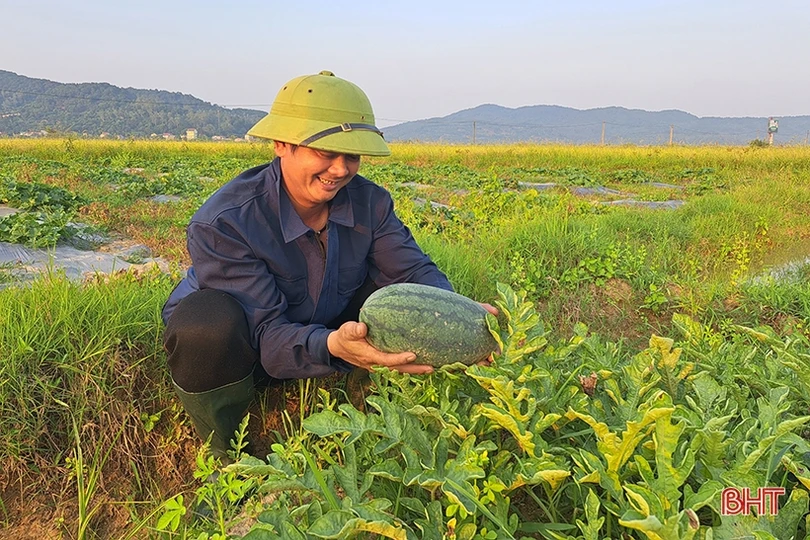 Mùa dưa hấu “ngọt” ở Nghi Xuân