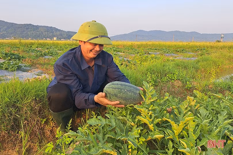 Mùa dưa hấu “ngọt” ở Nghi Xuân