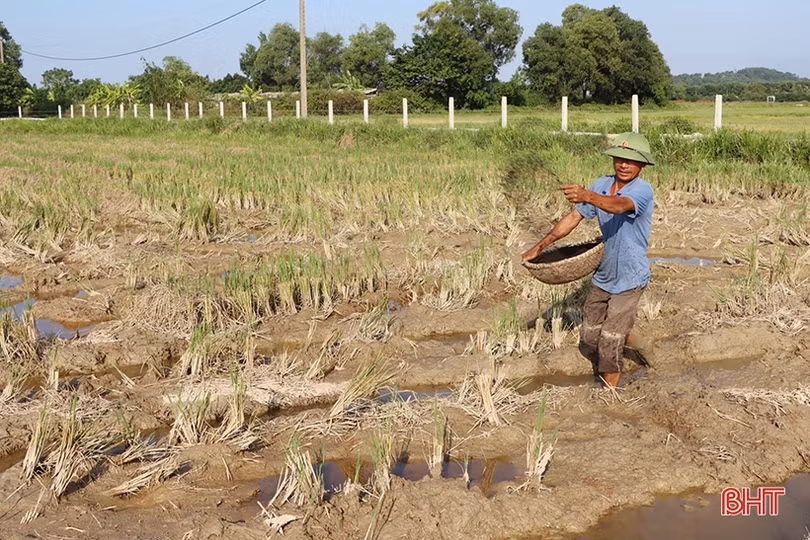 Nhân rộng mô hình sản xuất lúa theo hướng hữu cơ ở Cẩm Xuyên
