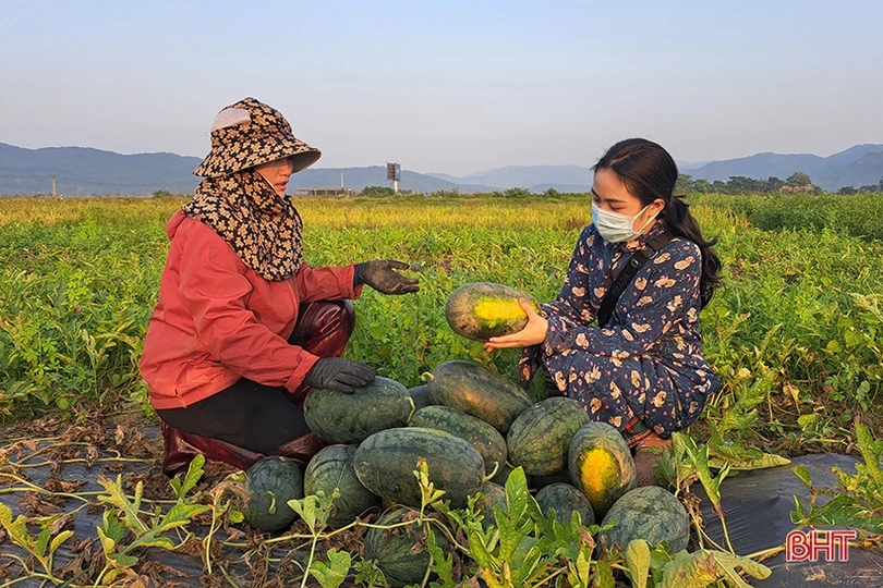 Mùa dưa hấu “ngọt” ở Nghi Xuân