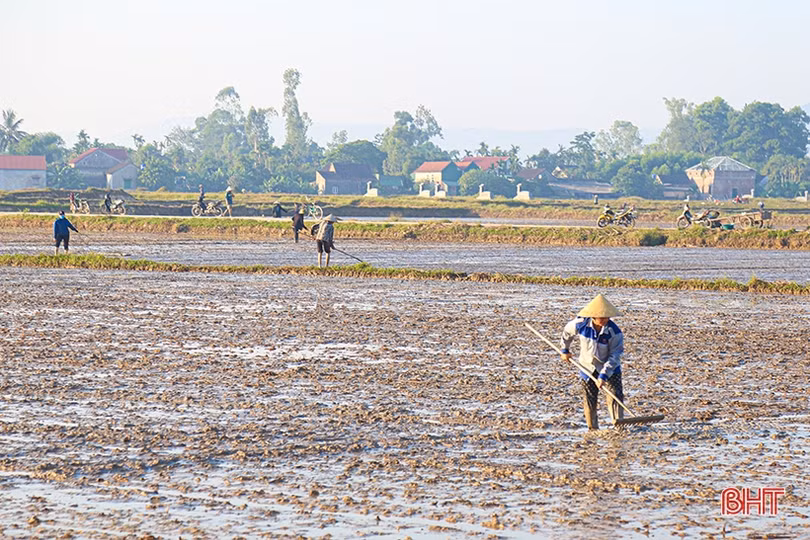 Nông dân Hà Tĩnh đẩy nhanh tiến độ gieo cấy, đảm bảo lịch thời vụ
