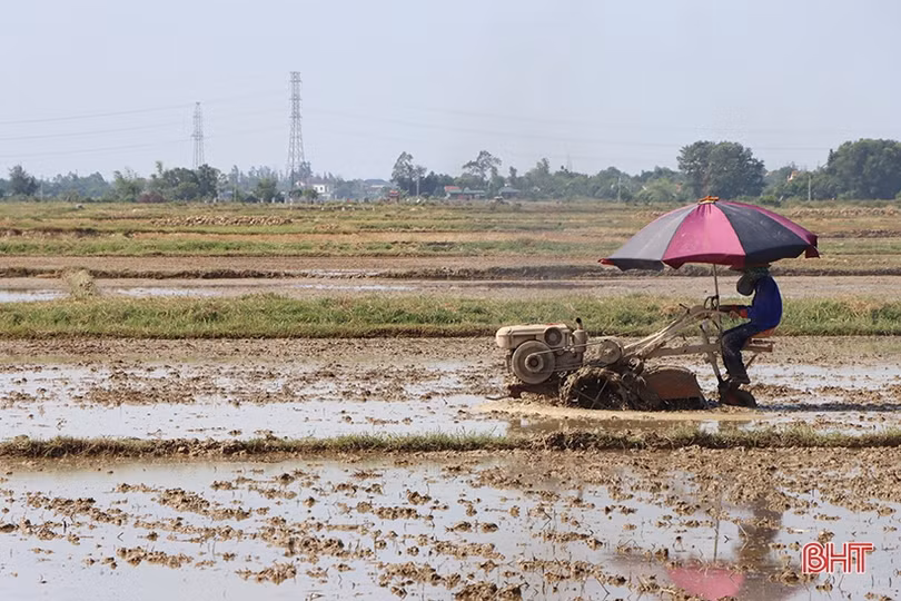 Cẩm Xuyên phấn đấu hoàn thành gieo cấy trước 10/6